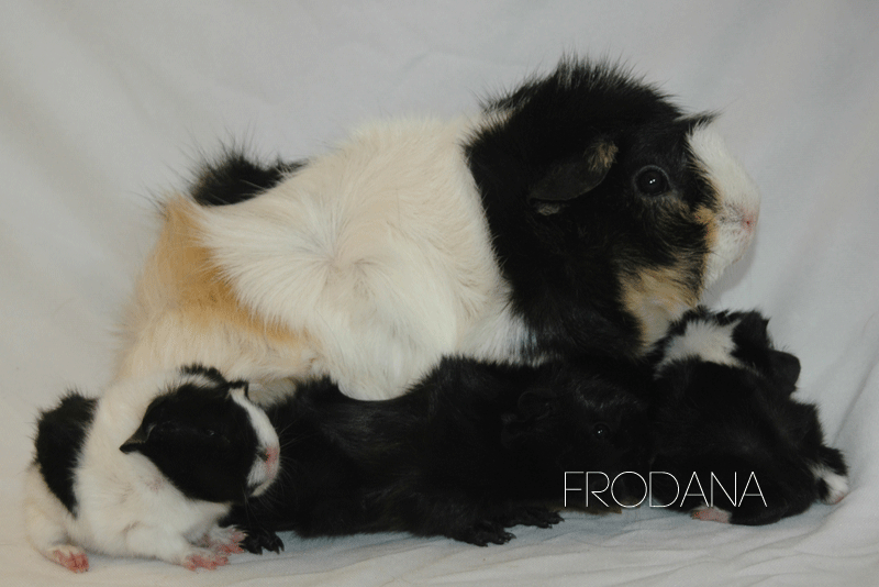 Fiona har født 4 lækre unger